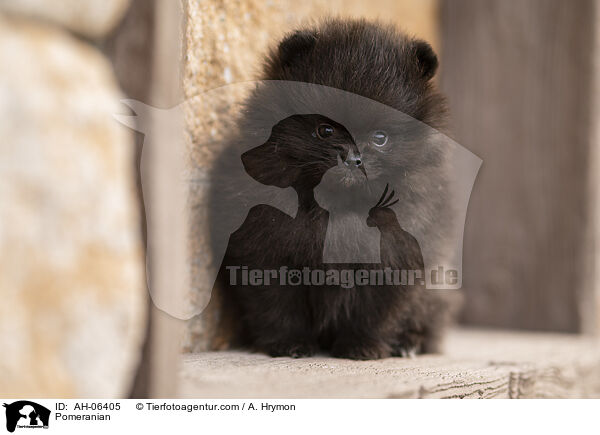 Pomeranian / AH-06405