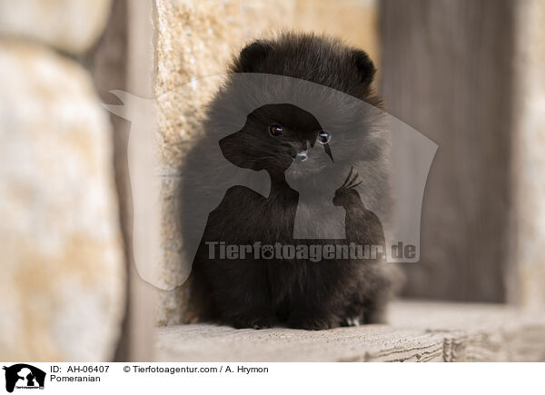 Pomeranian / AH-06407