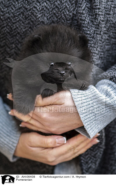 Pomeranian / AH-06408