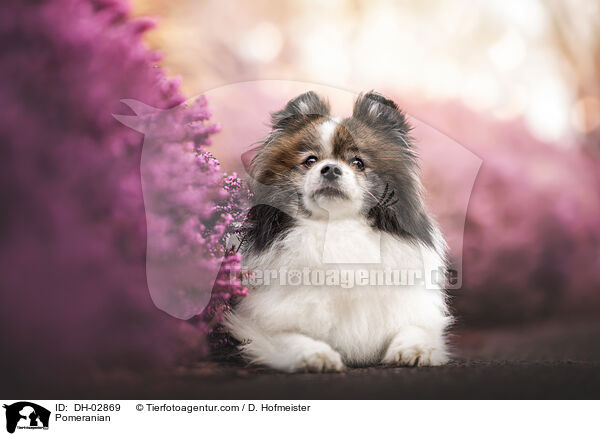 Zwergspitz / Pomeranian / DH-02869