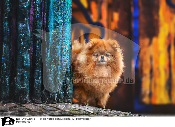 Pomeranian / DH-02913