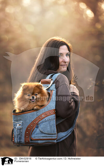 Zwergspitz / Pomeranian / DH-02916