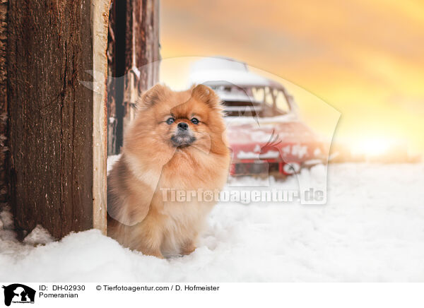 Pomeranian / DH-02930