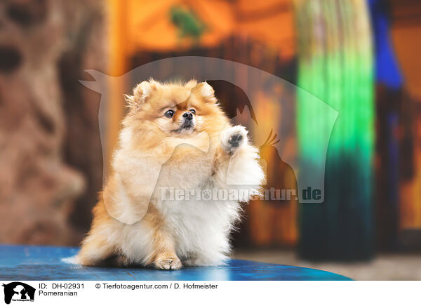 Pomeranian / DH-02931
