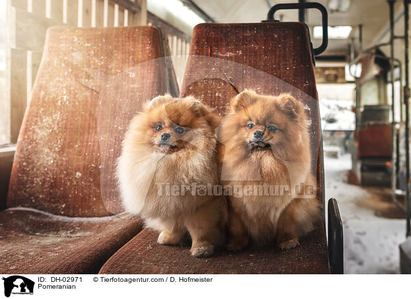 Zwergspitz / Pomeranian / DH-02971