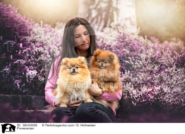 Zwergspitz / Pomeranian / DH-03006