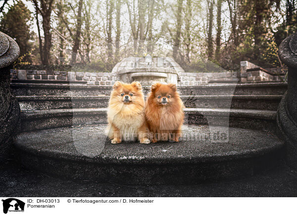 Zwergspitz / Pomeranian / DH-03013