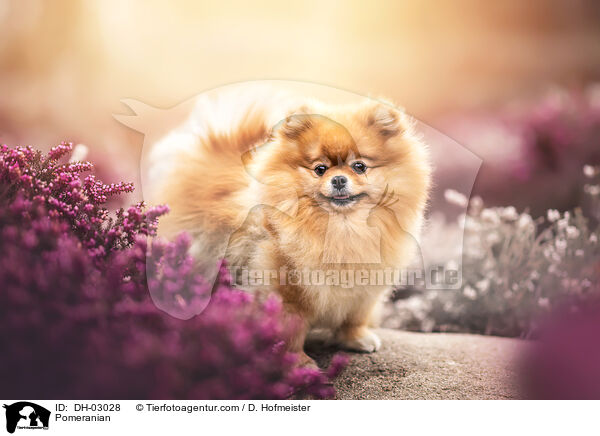 Zwergspitz / Pomeranian / DH-03028