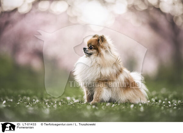 Pomeranian / LT-01433