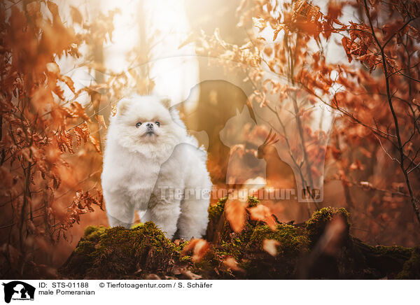 Zwergspitz Rde / male Pomeranian / STS-01188