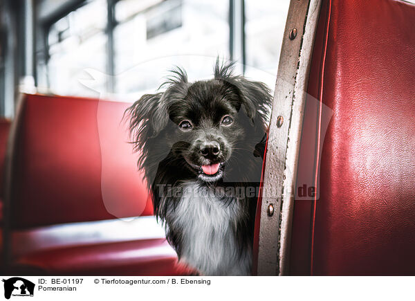 Zwergspitz / Pomeranian / BE-01197