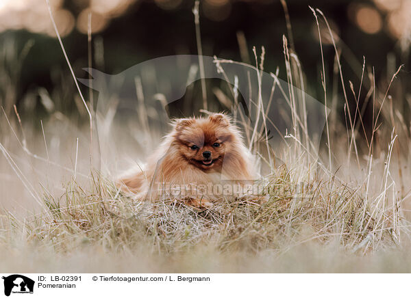 Zwergspitz / Pomeranian / LB-02391
