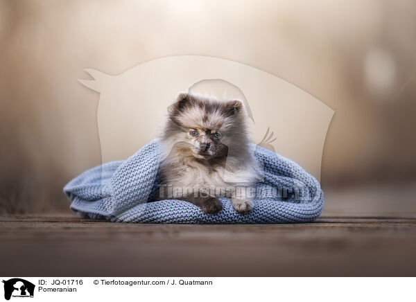 Zwergspitz / Pomeranian / JQ-01716
