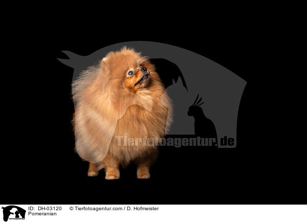 Zwergspitz / Pomeranian / DH-03120