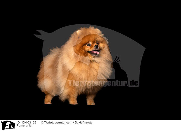 Pomeranian / DH-03122