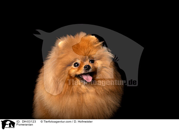 Pomeranian / DH-03123
