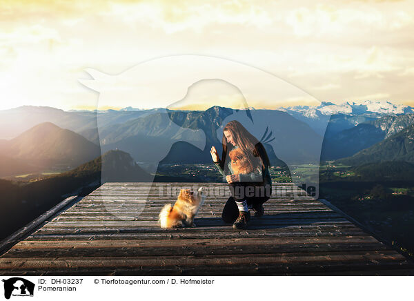 Zwergspitz / Pomeranian / DH-03237