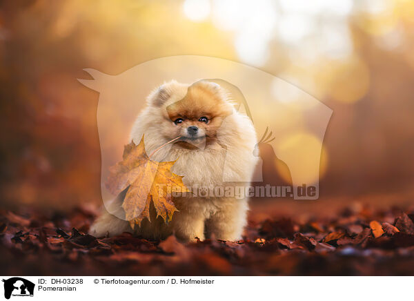 Pomeranian / DH-03238