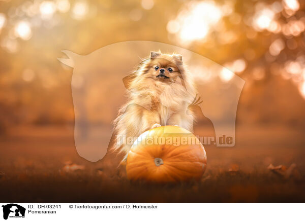 Zwergspitz / Pomeranian / DH-03241