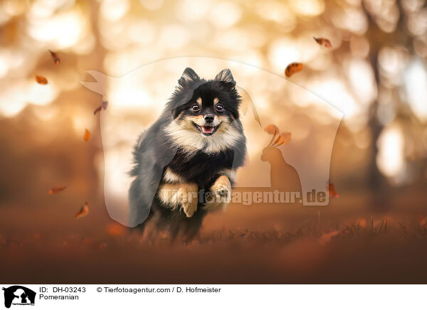 Pomeranian / DH-03243