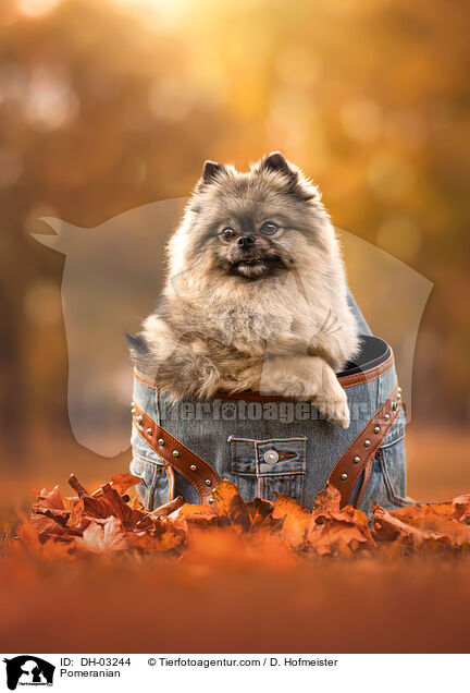 Pomeranian / DH-03244