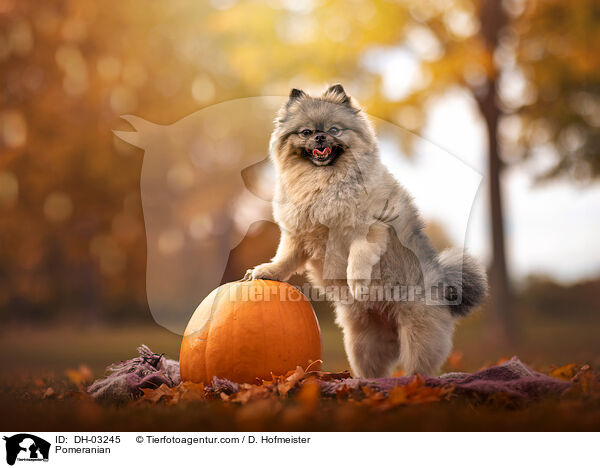 Pomeranian / DH-03245