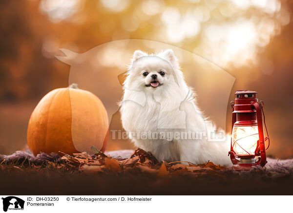 Zwergspitz / Pomeranian / DH-03250