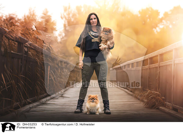 Zwergspitze / Pomeranians / DH-03253