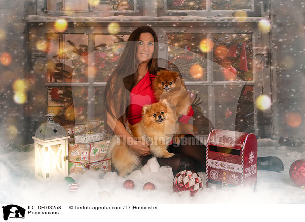 Zwergspitze / Pomeranians / DH-03258