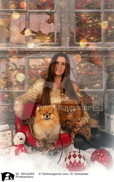 Zwergspitze / Pomeranians / DH-03260