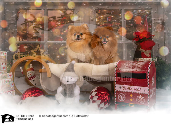 Zwergspitze / Pomeranians / DH-03261