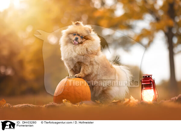 Zwergspitz / Pomeranian / DH-03280