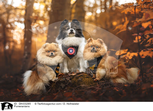 Pomeranians / DH-03285