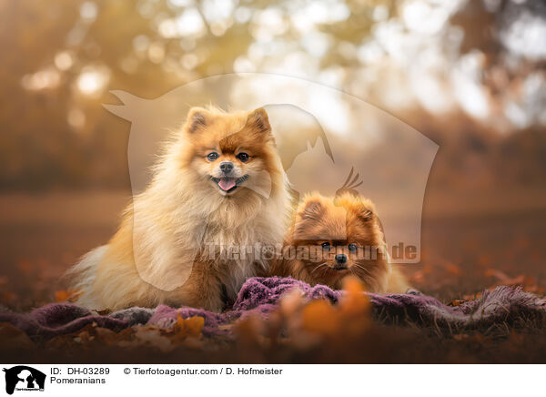 Zwergspitze / Pomeranians / DH-03289