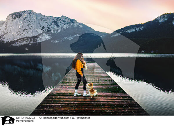 Zwergspitze / Pomeranians / DH-03292