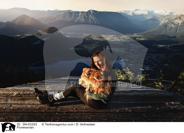 Zwergspitz / Pomeranian / DH-03293