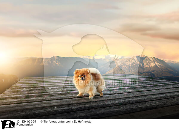 Zwergspitz / Pomeranian / DH-03295