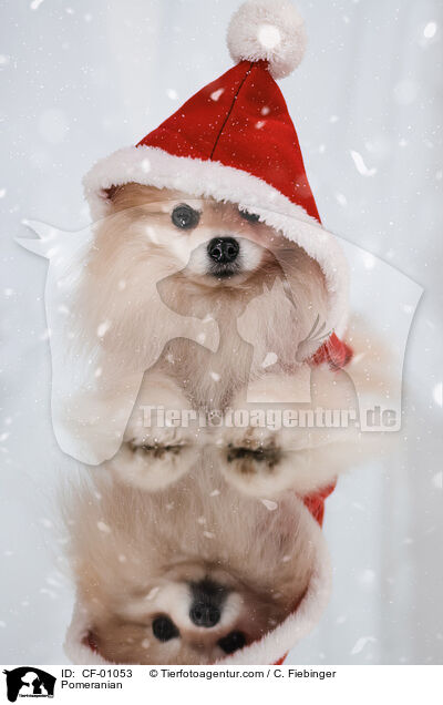 Zwergspitz / Pomeranian / CF-01053