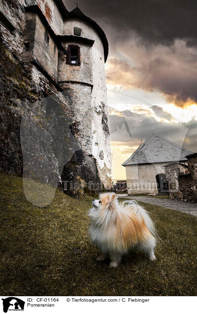 Zwergspitz / Pomeranian / CF-01164