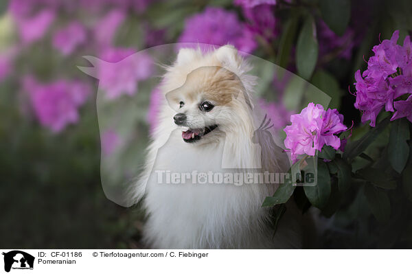 Zwergspitz / Pomeranian / CF-01186