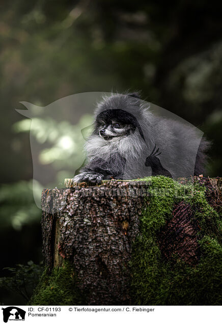 Zwergspitz / Pomeranian / CF-01193