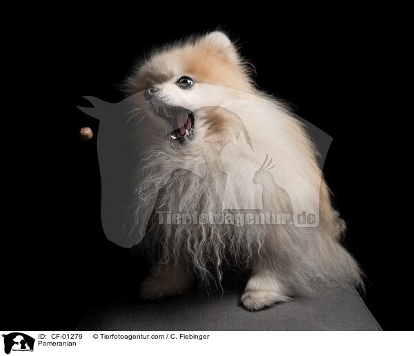 Zwergspitz / Pomeranian / CF-01279