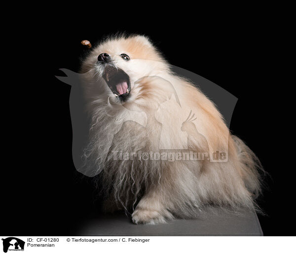 Zwergspitz / Pomeranian / CF-01280