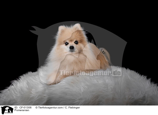 Zwergspitz / Pomeranian / CF-01306