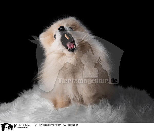 Zwergspitz / Pomeranian / CF-01307