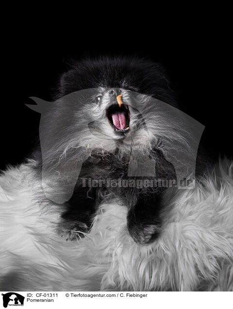 Zwergspitz / Pomeranian / CF-01311