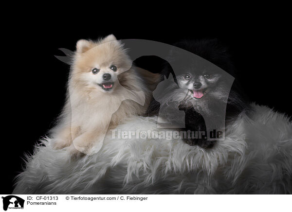 Zwergspitze / Pomeranians / CF-01313