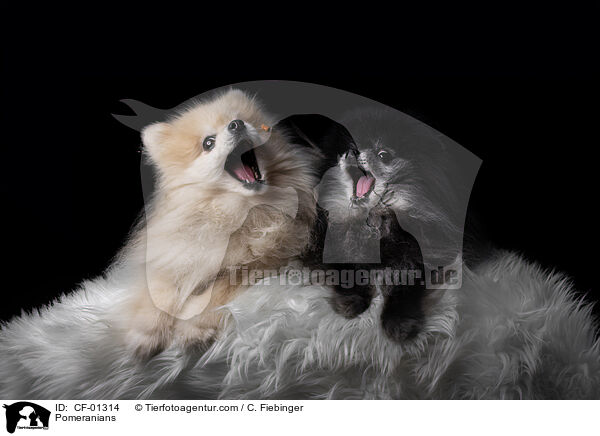 Zwergspitze / Pomeranians / CF-01314