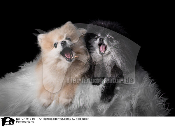 Zwergspitze / Pomeranians / CF-01316