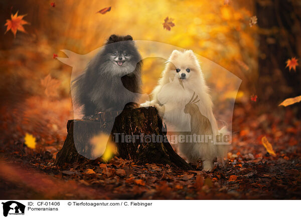 Zwergspitze / Pomeranians / CF-01406